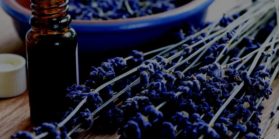 essential-oils-seo-case-study-search-pros